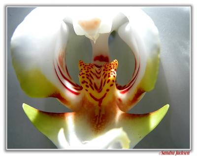 Mouth of the Orchid