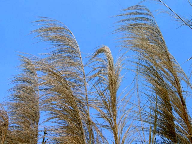 Dried Stalks