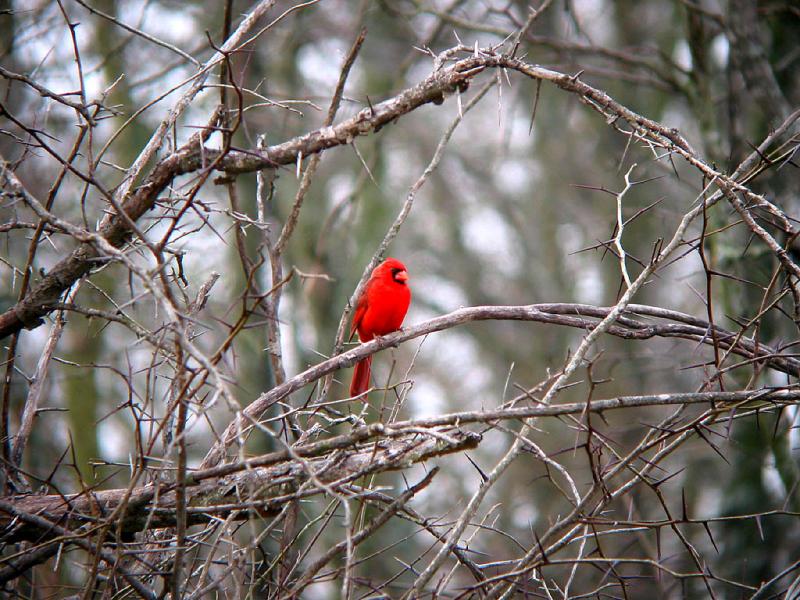 Cardinal in Locust Trees