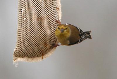 American Goldfinch looking at the funny people