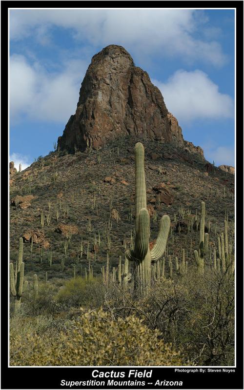 Cactus Field : Superstitions