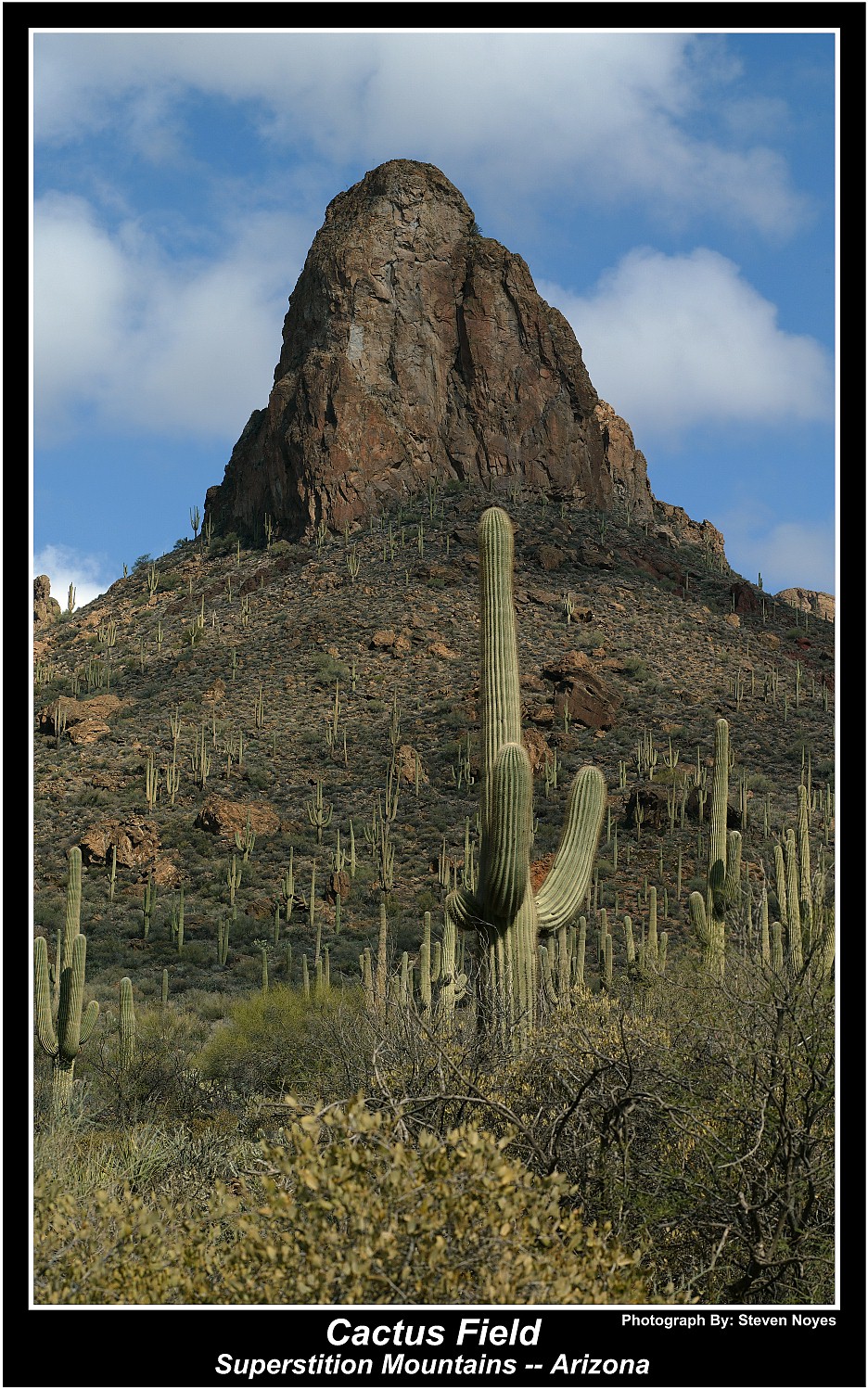Cactus Field : Superstitions