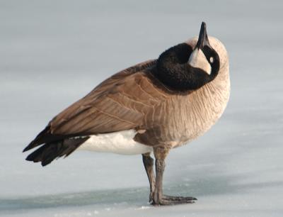 Rubberneck-Goose.jpg
