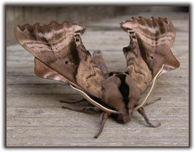 LeafMoth.jpg
