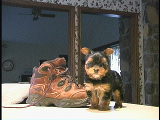 u24/sshyone/upload/14250021.BabyBunny1.jpg