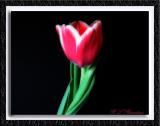 Tulip1diffuse float2.jpg
