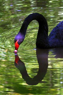 7th - Mirrored CurveBy Klaus Wiese