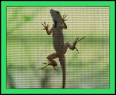 Gecko Gridby Bev Brink