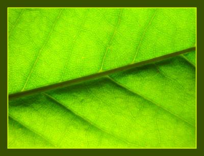 Leaf Linesby Faye White