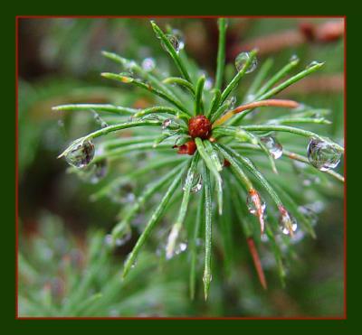 Pine Needles and Rain Dropsby Faye White