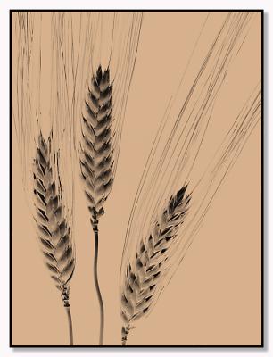 Wheat Sketch by MFC