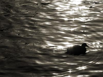 Waterfowl in blackby Arn