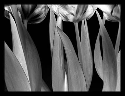 THIRD PLACE Monochrome Tulipsby Mark J