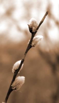 Spring willowby Arn