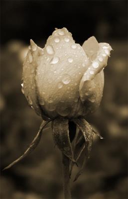 Rose after rainby Arn