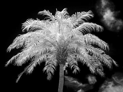   Palm at High Noon    by Helen Betts  