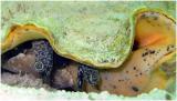 <B>Conch Eyes</B><BR><font size=1>by David Cappello</font>