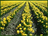 Spring Lines     By Dave McMillan