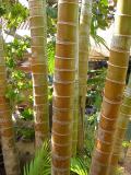 <p align=center> <b> Bamboo Lines </b> <br> <font size=1> by Helen Betts </font> </p>