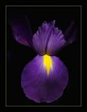 9th - <br>Bloomin Lines & Curves<br> by MFC