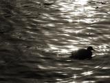 <B>Waterfowl in black</B><BR><FONT size=2>by Arn</FONT>