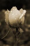<B>Rose after rain</B><BR><FONT size=2>by Arn</FONT>