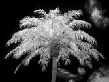 <p align=center> <b> Palm at High Noon </b> <br> <font size=1> by Helen Betts </font> </p>