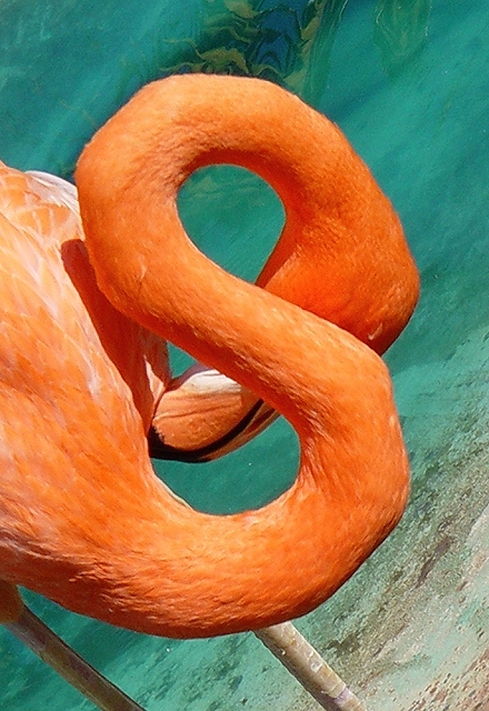 10th - Figure eight flamingo by Richard Rehkemper