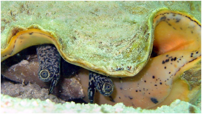<B>Conch Eyes</B><BR><font size=1>by David Cappello</font>