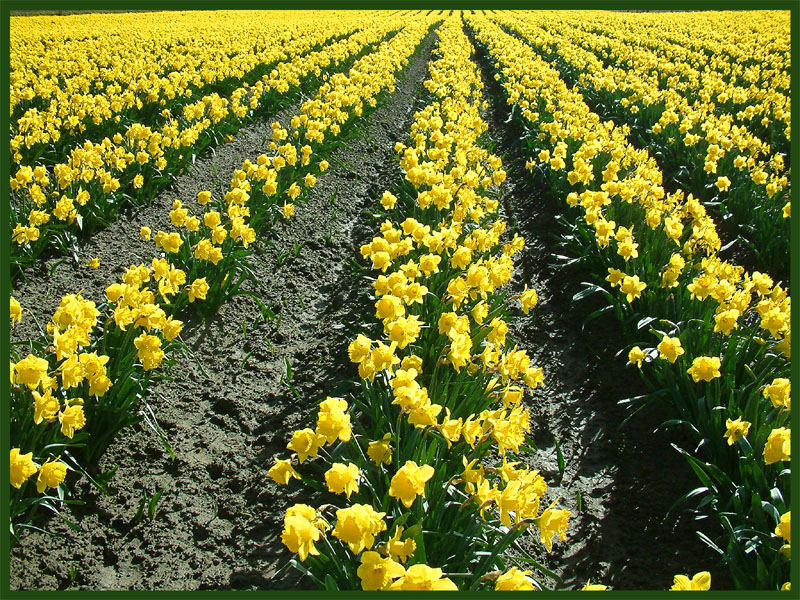 Spring Lines     By Dave McMillan
