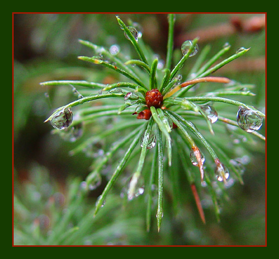 <B>Pine Needles and Rain Drops</B><br><font size=1>by Faye White</font>