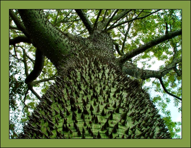 <b>Curving Branches</b><br><font size=1>by Bev Brink</font>