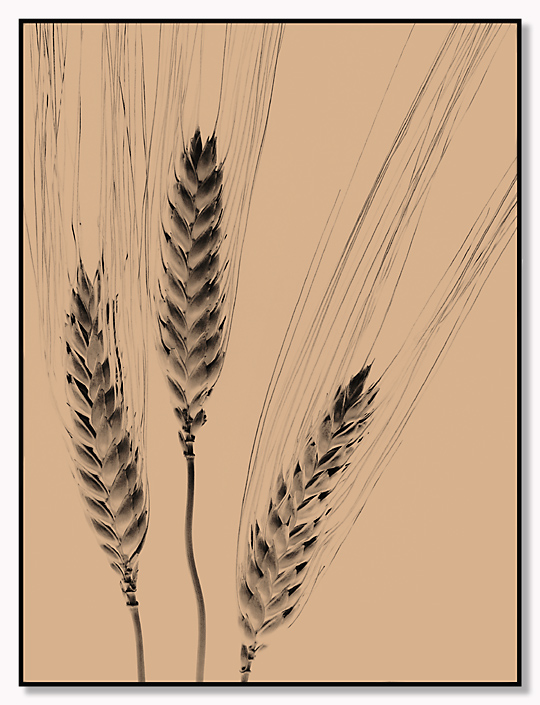 <br><b>Wheat Sketch</b><br> by MFC