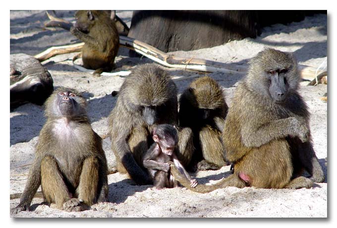 Family Life by lochinvar