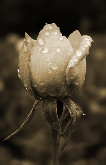 <B>Rose after rain</B><BR><FONT size=2>by Arn</FONT>