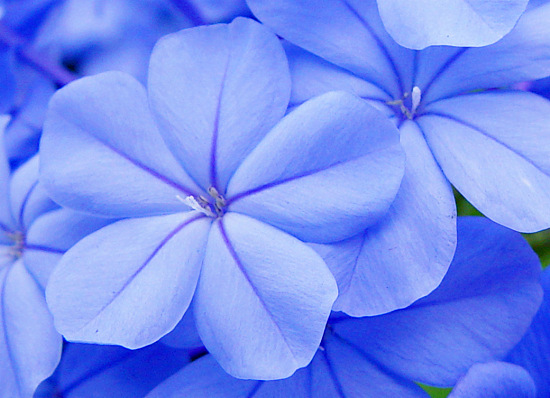 <b>Plumbago</b><br> by kudbegud