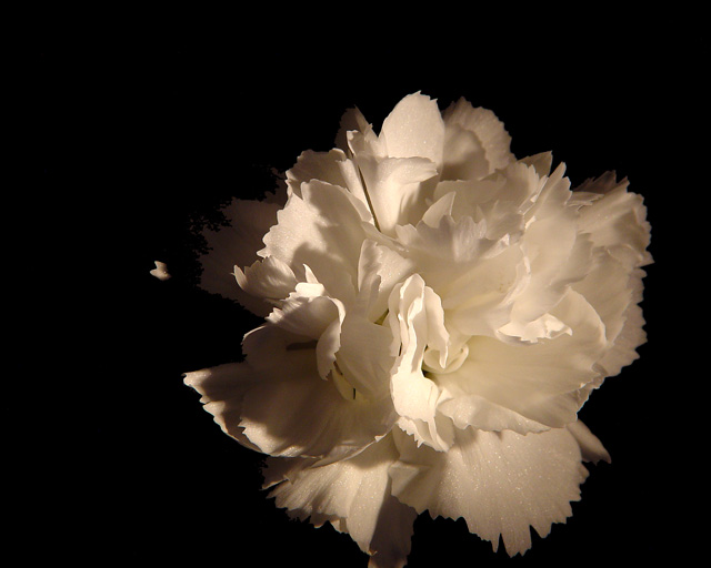 <b>Miniature Carnation</b><br><font size = 1>Mikelj