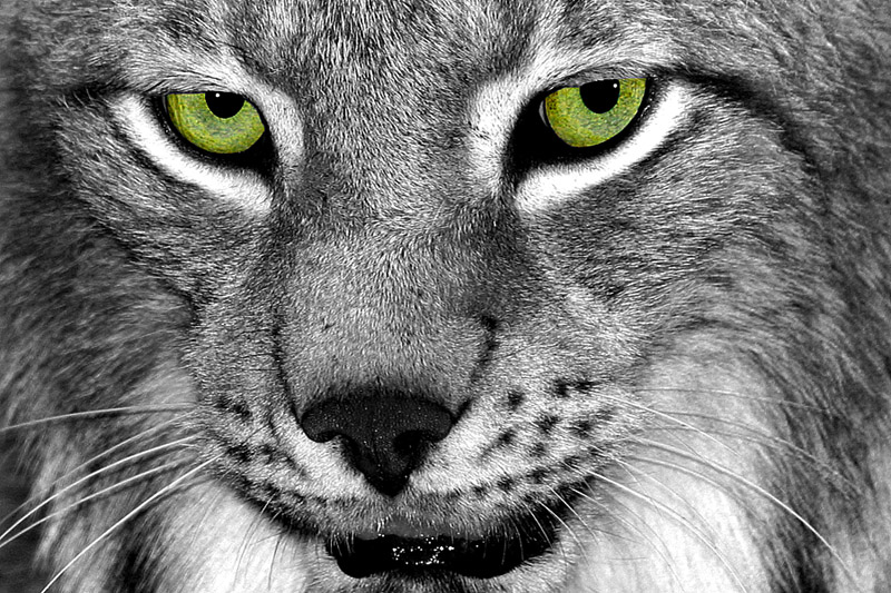 <B>nearly monochrome</B><BR><FONT size=2>by Klaus Wiese</FONT>