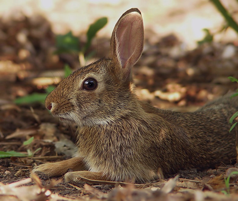 Peter Cottontail<font size=-1><br>by Mxcat