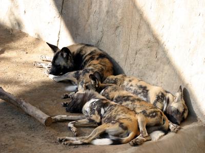 Painted dogs.jpg