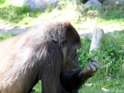 san_diego_zoo