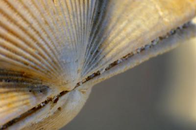 macro_challenge