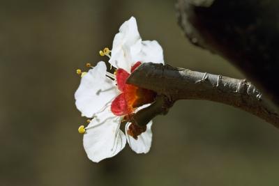 Plum Blossoms