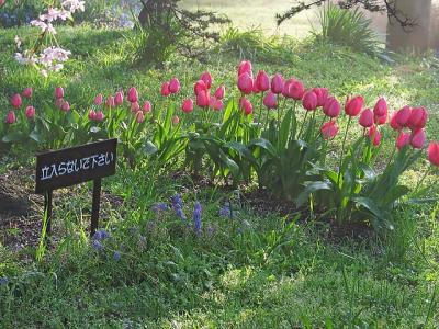 Tulips_CRW_6042.jpg
