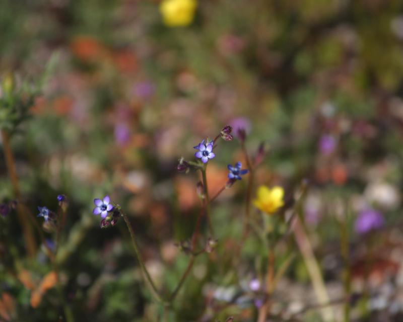 Wildflower