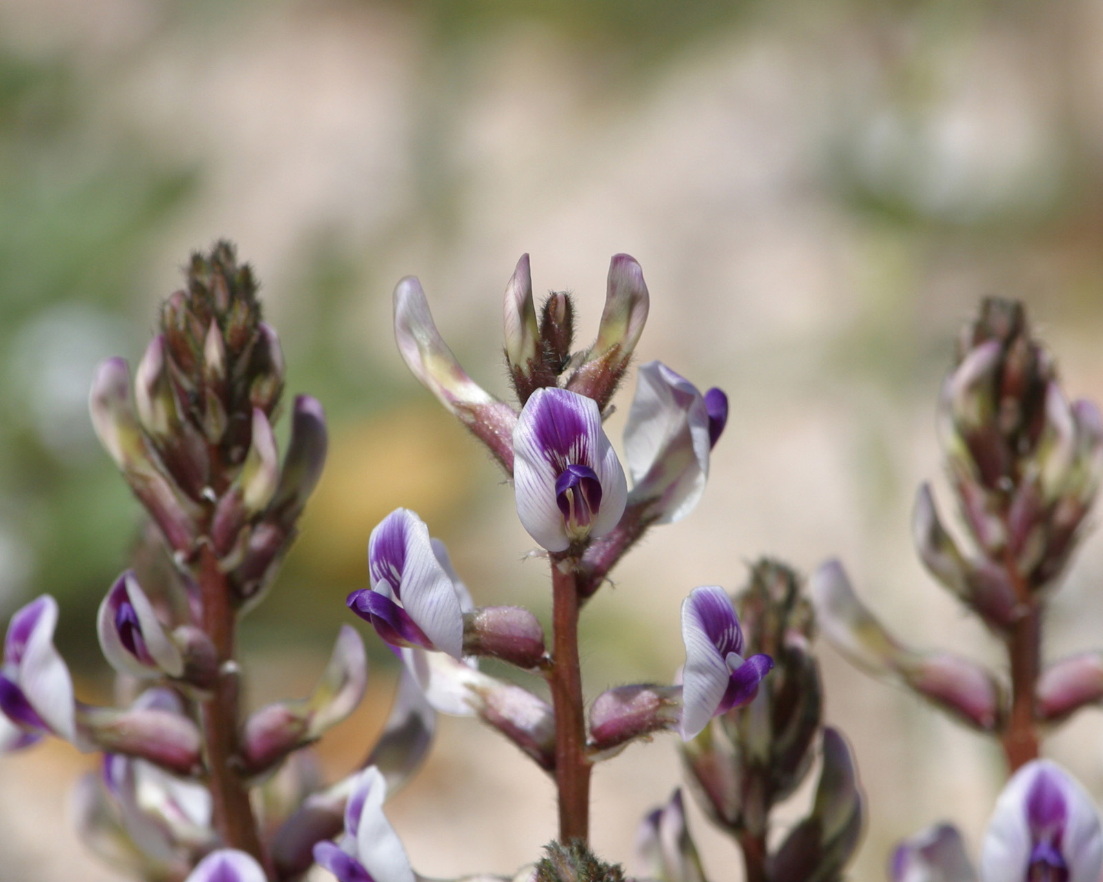 Wildflower
