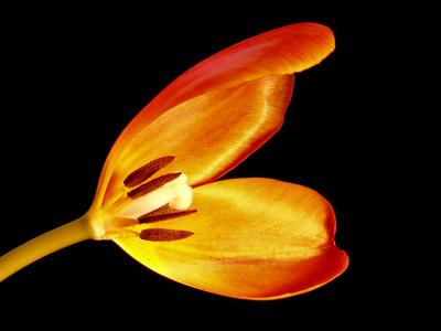 tulipanatomy.jpg