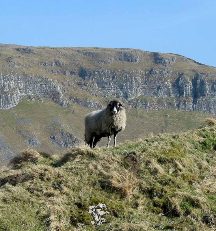 above Settle