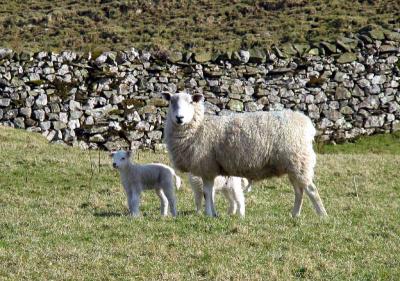 above Settle