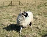 above Settle